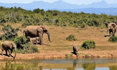 Artan fil nüfusu yerel ekosistemi tehdit ediyor