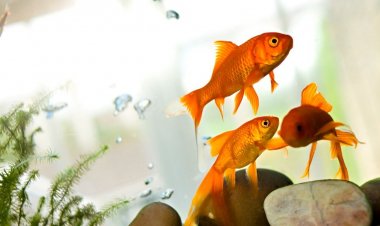 Balıklar sahiplerinin kredi kartıyla alışveriş yaptı