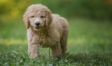 Köpek sahiplenirken dikkat, sağlık sorunları ortaya çıkıyor