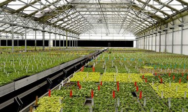 Akıllı Sera Sistemleri