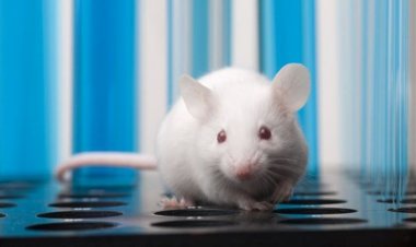 İki erkek fareden yavru üretildi