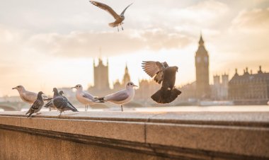 Telefon Duvar Kağıdı 2023: En Güzel, Sade, Siyah, Manzara, Renkli Telefon Duvar Kağıtları Modelleri