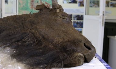 Bilim insanları 8 bin yıllık bizonu klonlamak istiyor