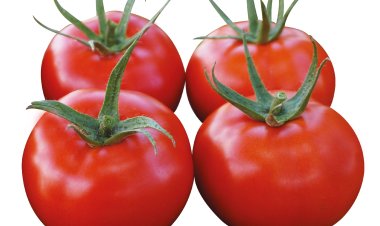 Türlerarası melezlemeler ile elde edilen farklı domates anaçlarının verim ve kaliteye etkisinin belirlenmesi